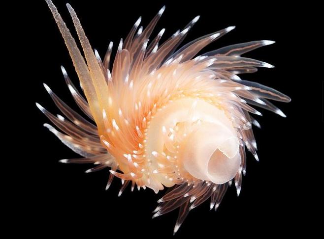 深海生物