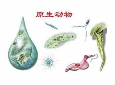 微小却强大的生存大师 微生物在地球上的非凡生命力